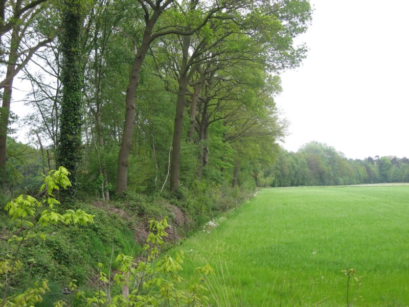 Houtwal in het Woold, Achterhoek